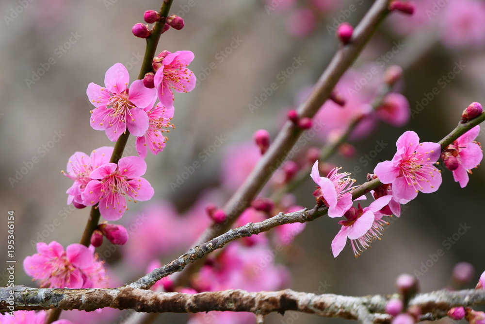 梅 花。偕楽園 水戸 茨城 日本。三月上旬。 梅 花。偕楽園 水戸 茨城 日本。三月上旬。