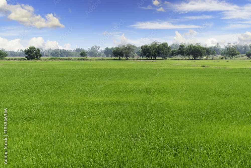 Beautiful green fields and blue sky in Thailand.  texture for add text. Nature concept.