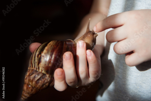 Achatina fulica snail on the hand