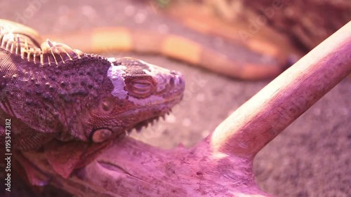 iguana sitting on a log photo