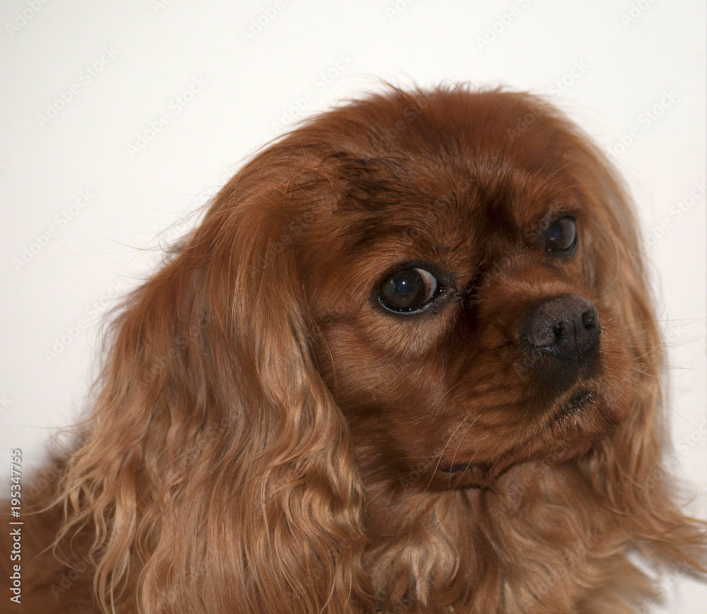 Cavalier King Charles Spaniel, also known as English Toy Spaniel, Ruby colour, with big eyes looking to left Cavalier King Charles Spaniel, also known as English Toy Spaniel, Ruby colour, with big eyes looking to left