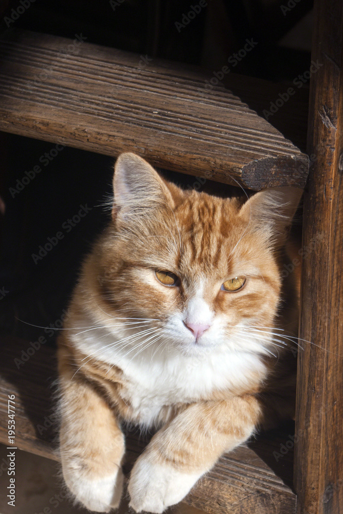 Ginger and White cat with white fluffy chest, resting on steps with paws on step