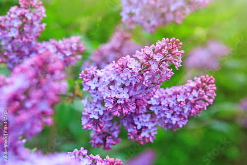 Lilac flowers isolated on green.
