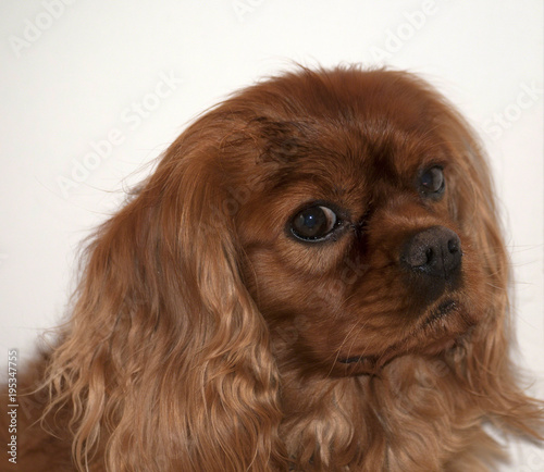 Cavalier King Charles Spaniel, also known as English Toy Spaniel, Ruby colour, with big eyes looking to left © Marion Smith (Byers)