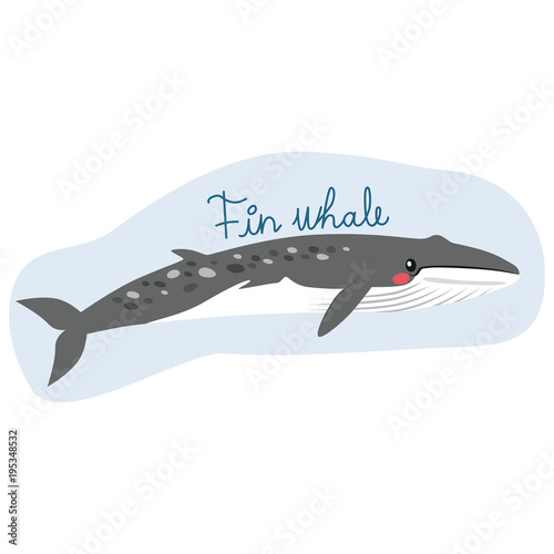 Large fin whale illustratio...