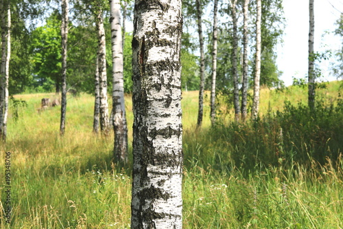 Fototapeta Naklejka Na Ścianę i Meble -  Beautiful young birch trees with green leaves in summer in sunny weather