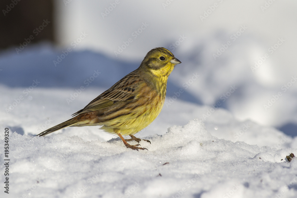 Yellowhammer (Emberiza citrinella) in winter Yellowhammer (Emberiza citrinella) in winter
