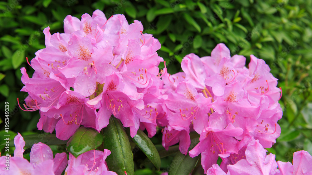 Beautiful pink Rhododendron.