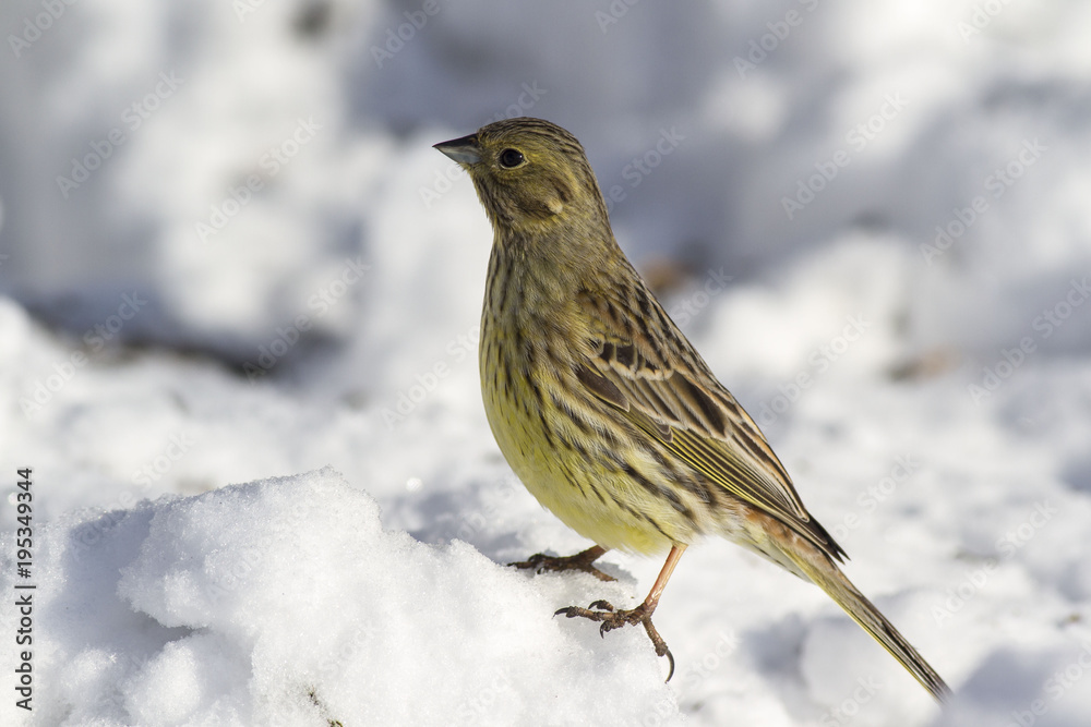 Yellowhammer (Emberiza citrinella) in winter Yellowhammer (Emberiza citrinella) in winter