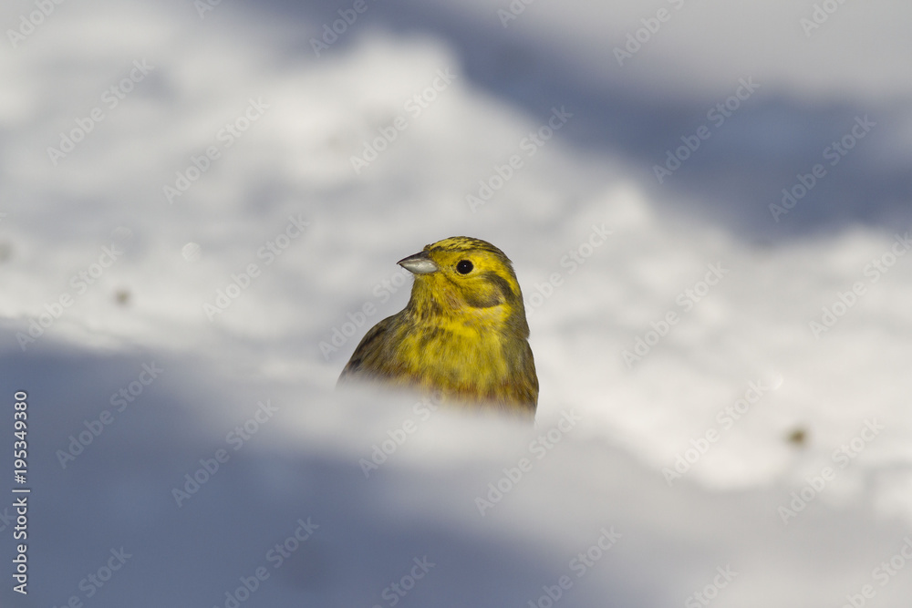 Yellowhammer (Emberiza citrinella) in winter Yellowhammer (Emberiza citrinella) in winter