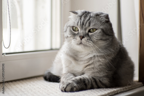 Gray Scottish Fold cats sitting on the window