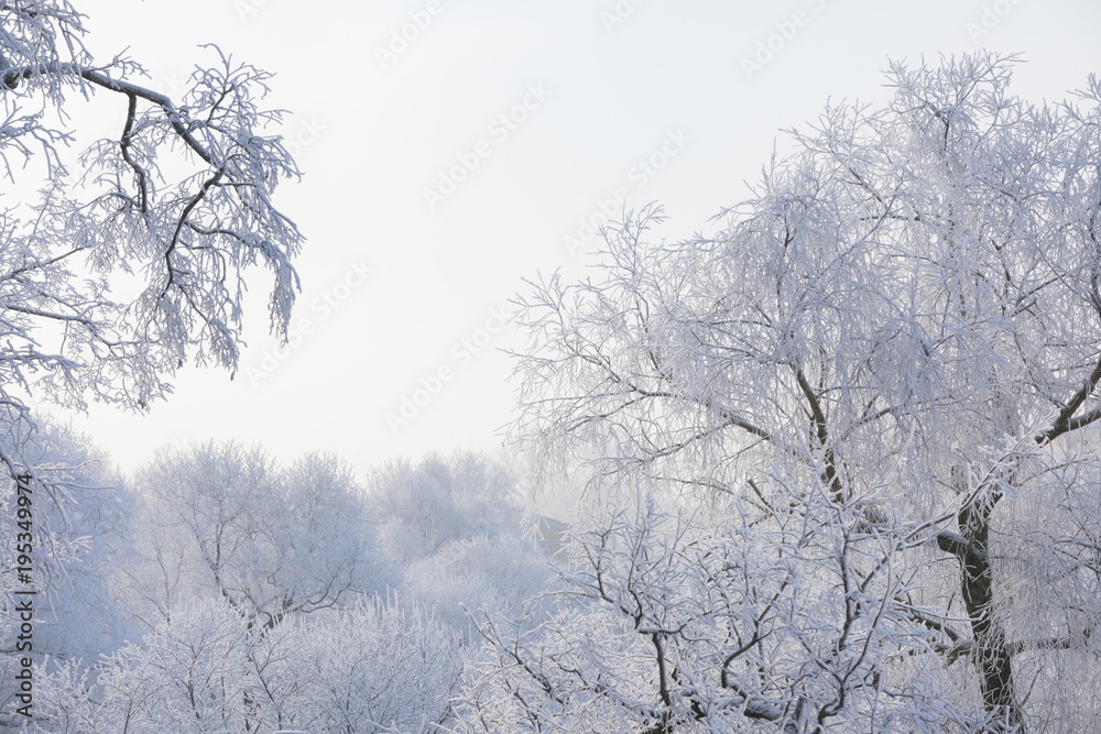 Cold sunrise in park Yusupov garden and hoarfrost on branches of trees