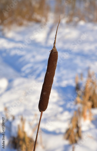 Cattails in winter. © konstan