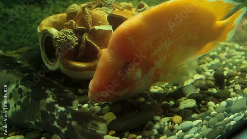 citron tsihlazomy in an aquarium with other fish photo
