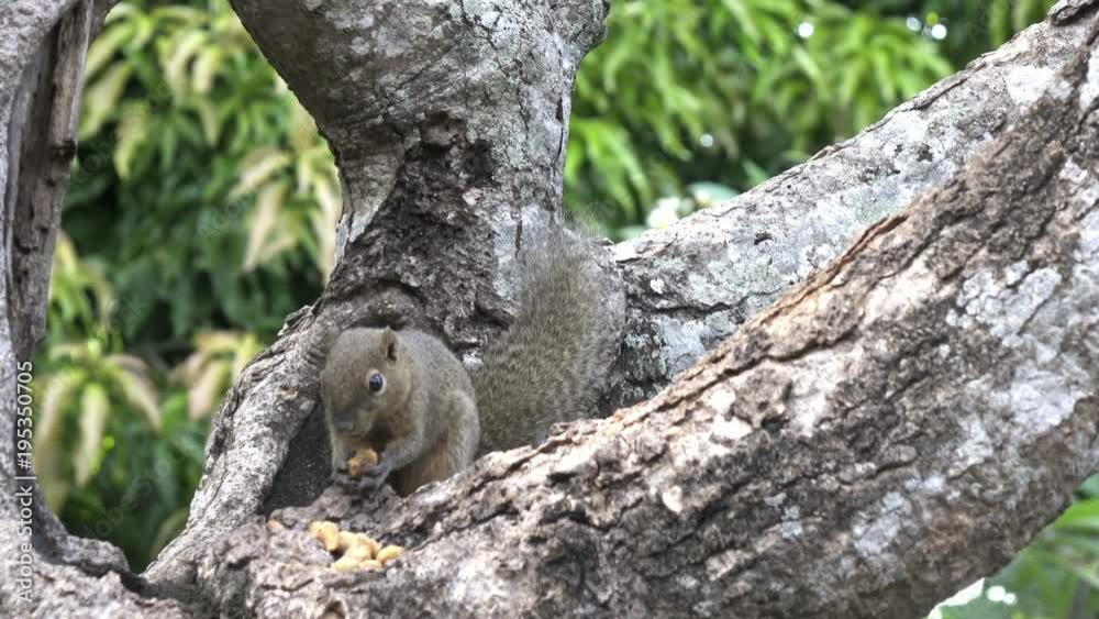 The common treeshrew eats nuts sitting on a tree The common treeshrew eats nuts sitting on a tree