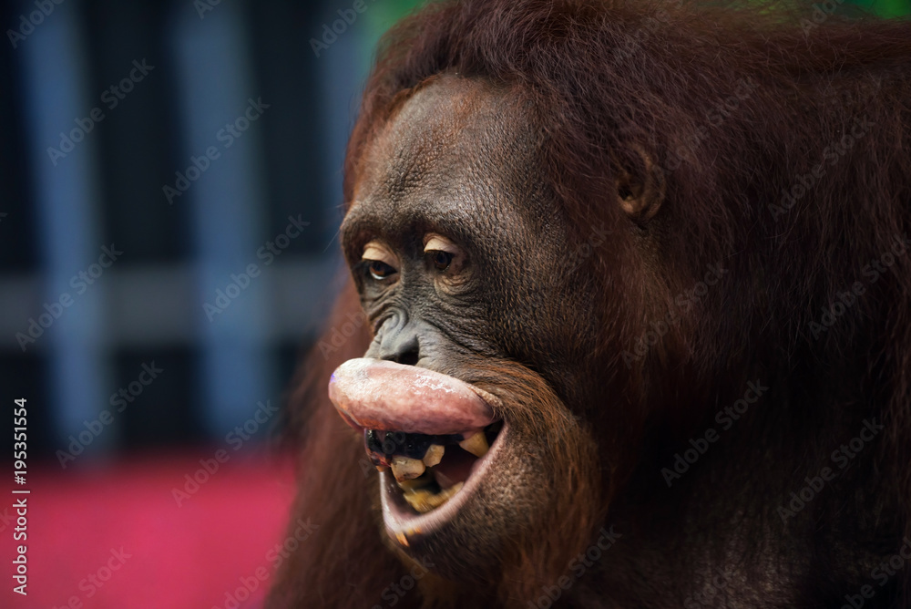happy Orangutan money smile portrait Stock Photo | Adobe Stock
