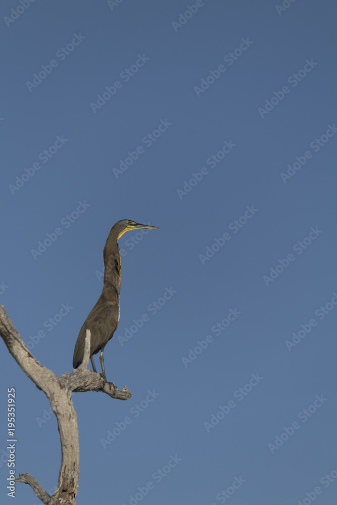 Fototapeta premium Bare-throated tiger heron. This wading bird is waiting motionless for its prey to come within reach of its long bill. It has greenish yellow plumage, black crown and light grey sides of head.