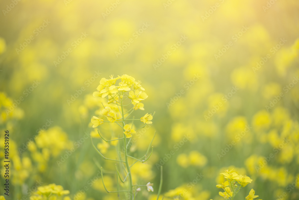 Cantonese Yellow flower background on springtime,Beautiful rapeseed field at Jeju Island,South Korea.