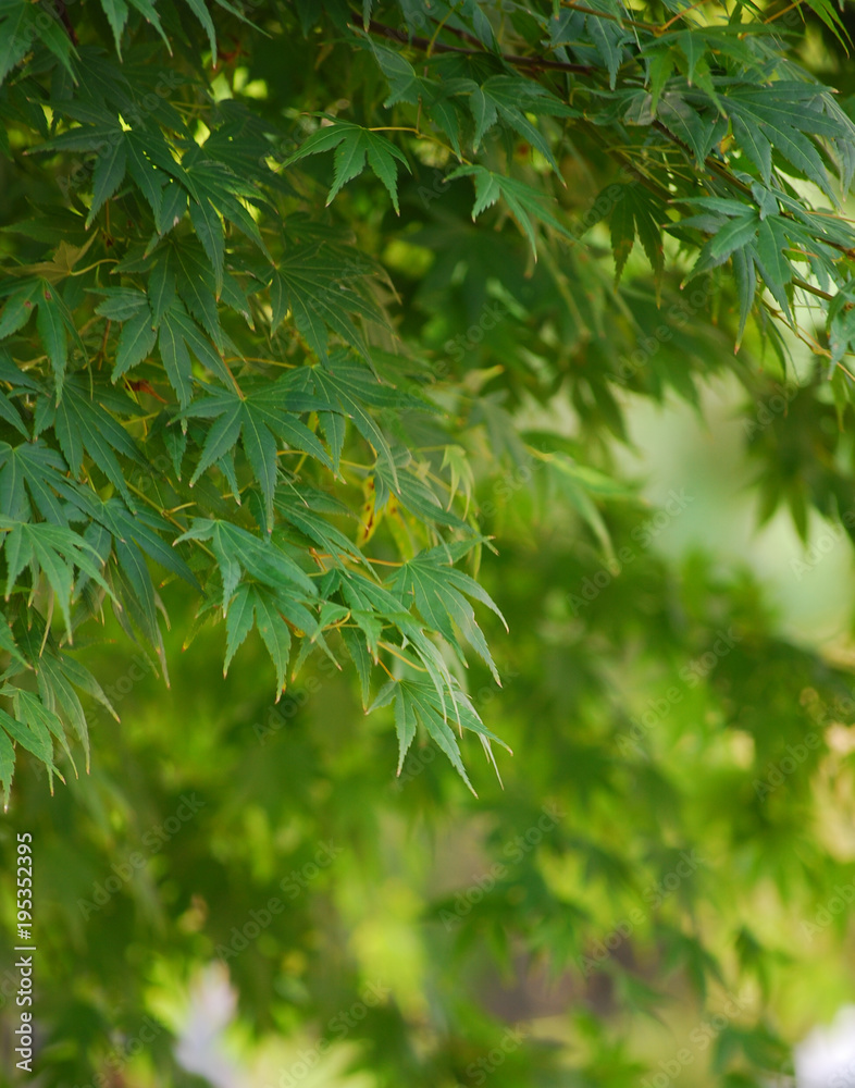The glow of green tree leaves in the day light The glow of green tree leaves in the day light