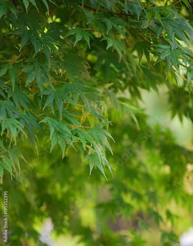 The glow of green tree leaves in the day light