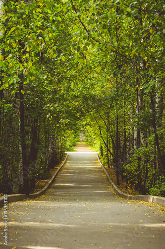 Alley in the park. Selective focus. Toned image.