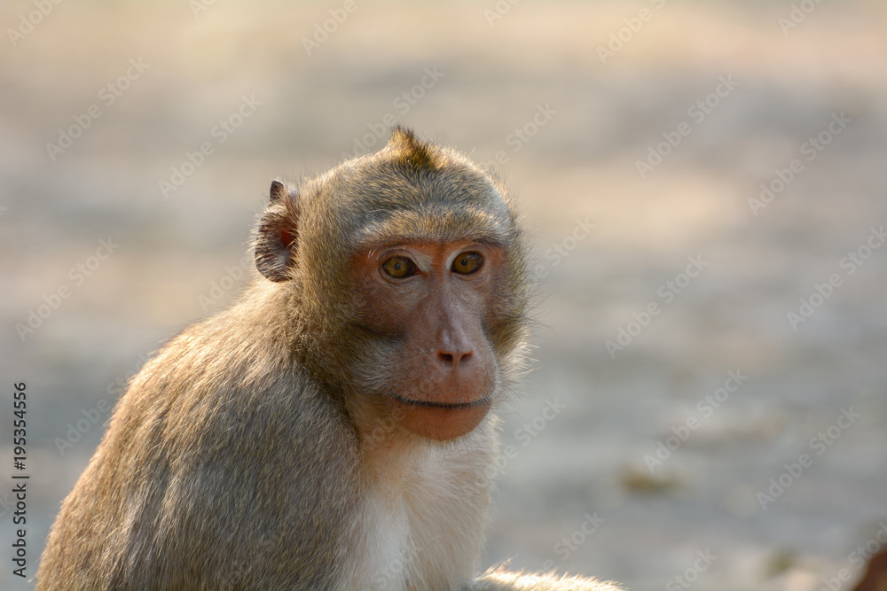 Head shot of Southern pig-tailed macaque