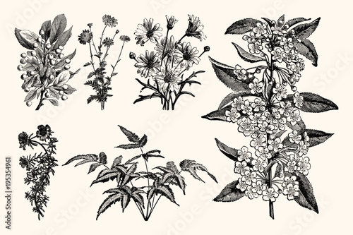 Vintage Floral Line Art - Early 1800s Botanical Illustrations