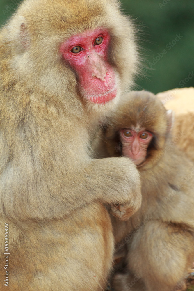 snow monkey family snow monkey family