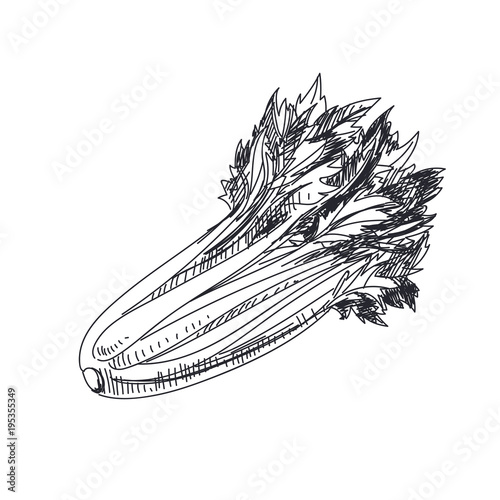 Beautiful vector hand drawn vegetables Illustration. 