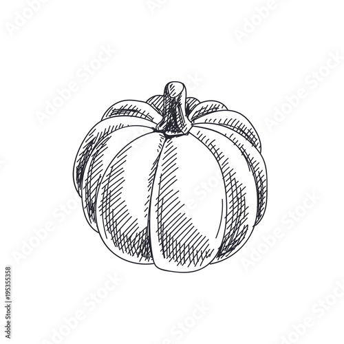 Beautiful vector hand drawn vegetables Illustration. 