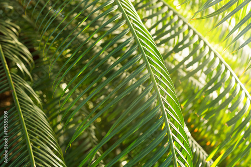 Exotic tropical evergreen plants in botanic garden  palm leaves close-up  horizontal  indoor. Nature  freshness