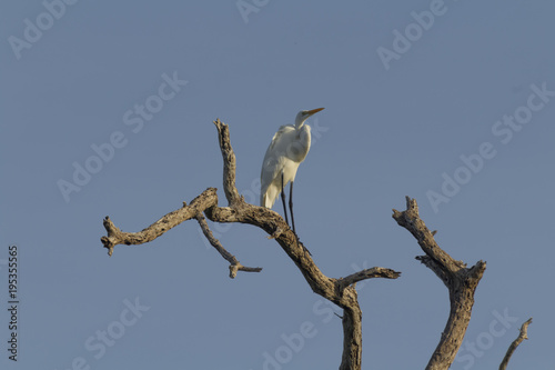 Great Egret, aka the common egret, large egret, or great white heron. Majestic white feathers. it is a large heron with all-white plumaje,  black legs and feet and yellow bill, which it uses as spear 
