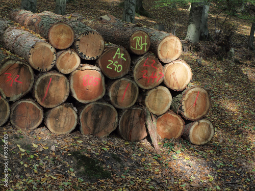 Stapel mit Baumst  mmen im Wald