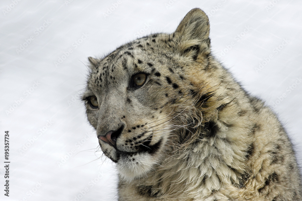 Obraz premium Panthère des neiges
