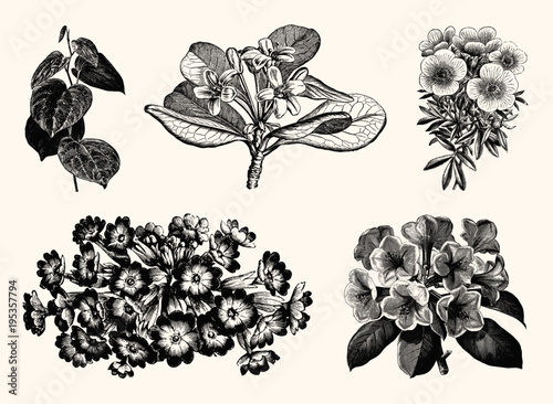 Vintage Floral Line Art - Early 1800s Botanical Illustrations