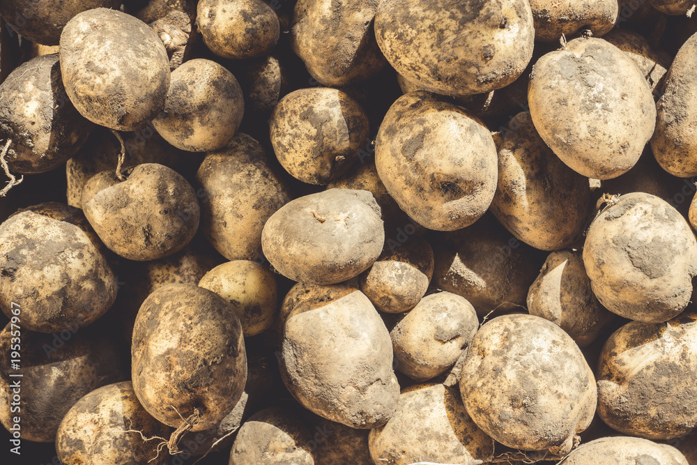 Harvested potatoes in wooden crate. Selective focus. Harvested potatoes in wooden crate. Selective focus.