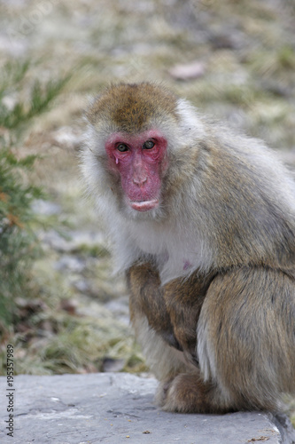 macaque japonais  © Pascal Huot