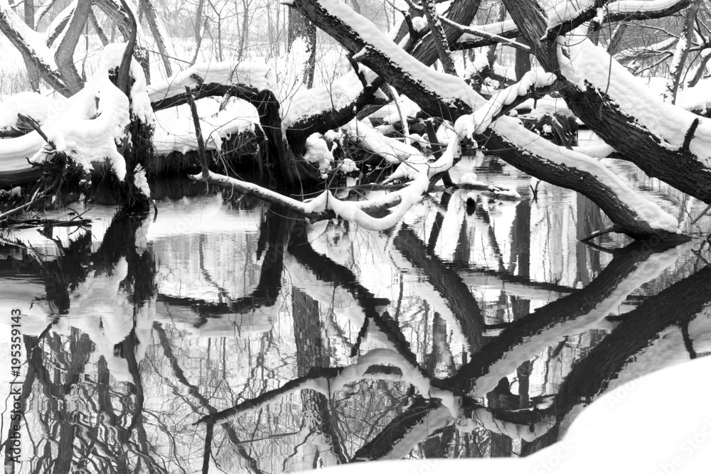Naklejka premium Winter landscape. Shore of forest river with inclined trees covered with snow and reflection in water