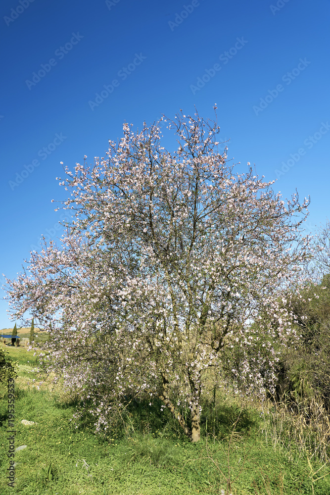Fototapeta premium arbol
