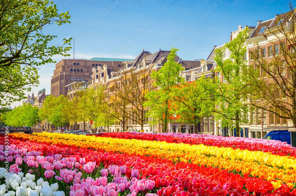 Traditional old buildings and tulips in Amsterdam, Netherlands
