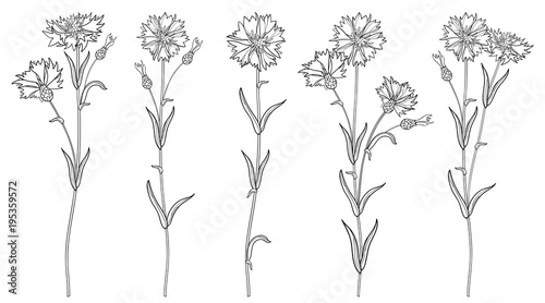 Vector set with outline Cornflower or Knapweed or Centaurea flowers bunch, bud and leaf in black isolated on white background. Ornate Cornflower in contour style for summer design and coloring book.  photo