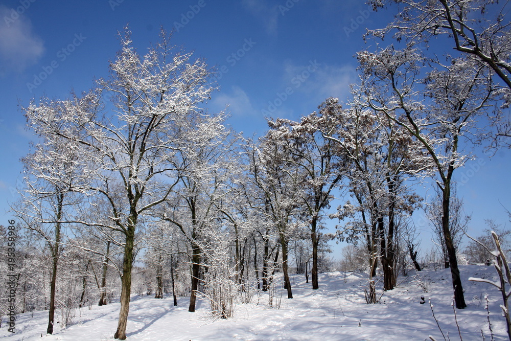 Trees in winter Trees in winter