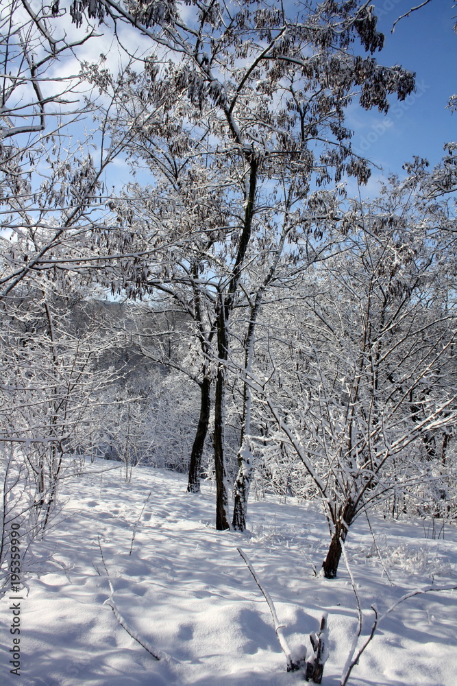 Snowy landscape