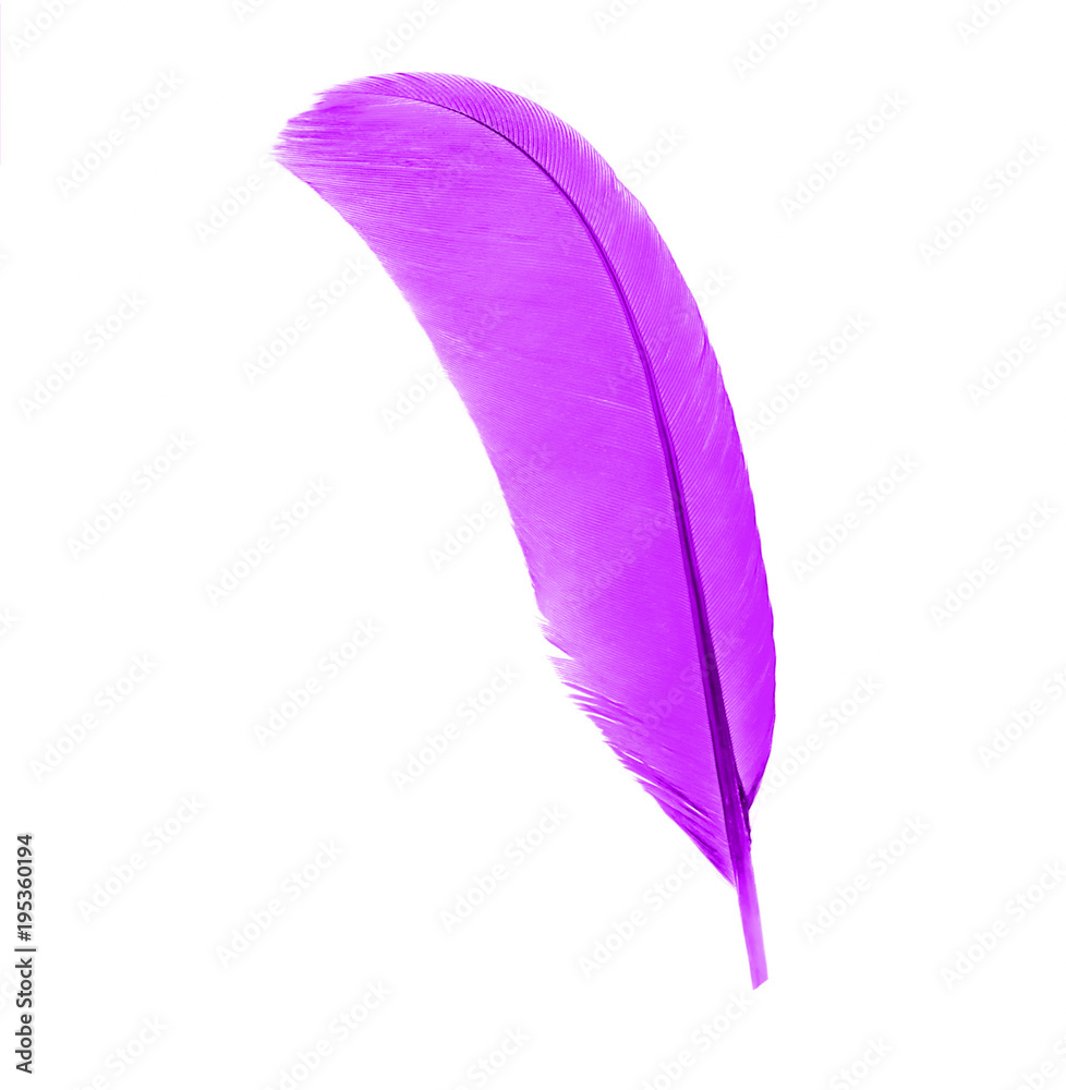 Fotografie purples feather isolated on white background