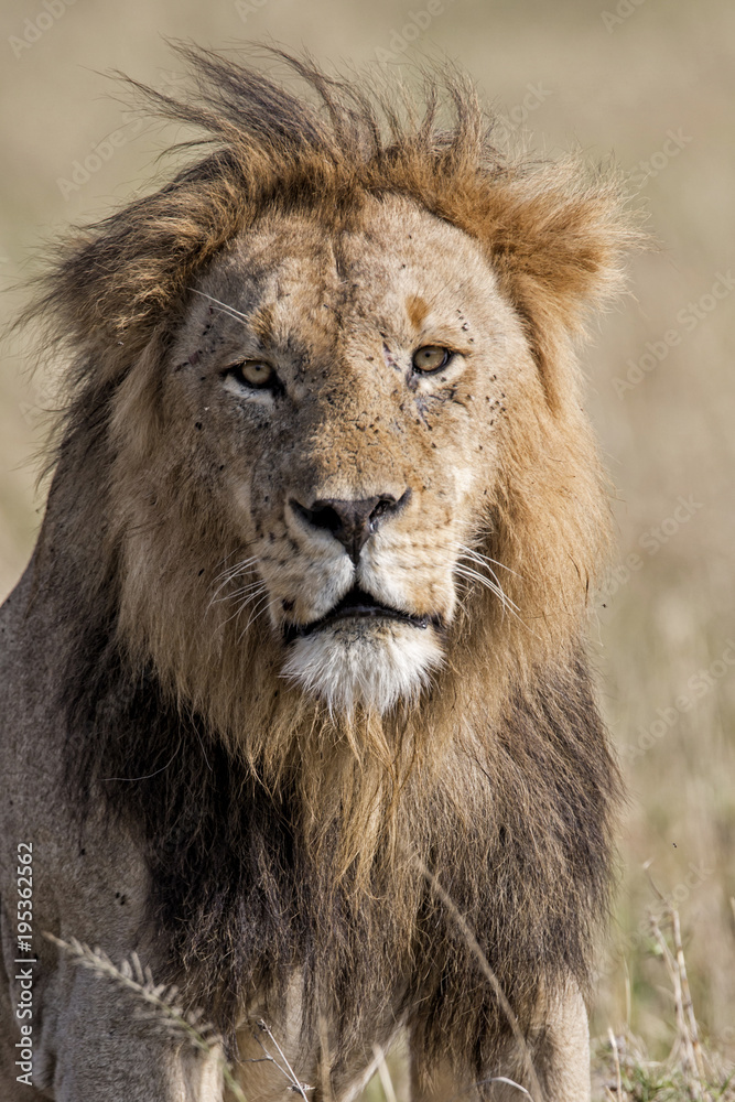 Male lion portrait in the Masai Mara National Park in Kenya