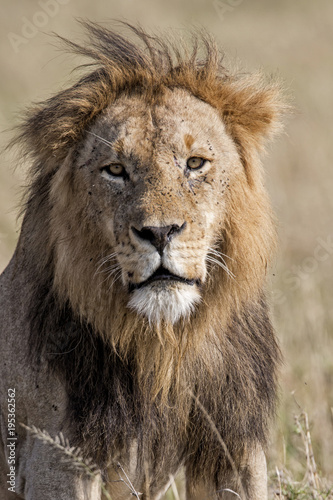 Fototapeta Naklejka Na Ścianę i Meble -  Male lion portrait in the Masai Mara National Park in Kenya