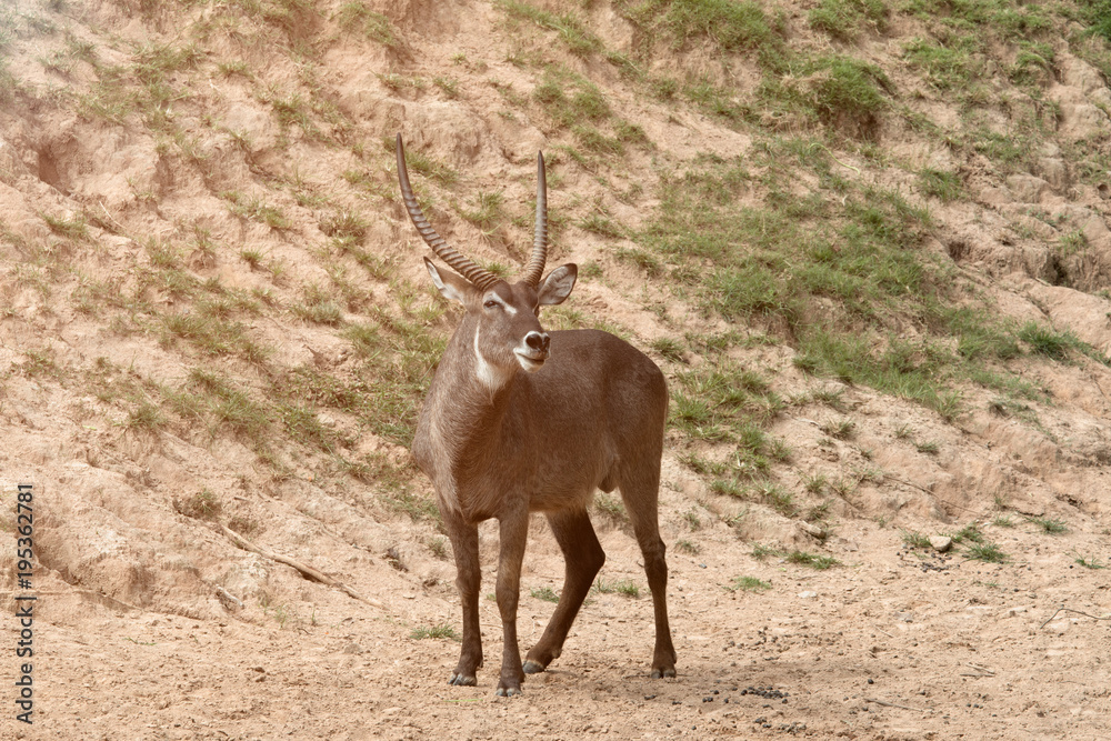 Male waterbuck with the nice horns standing in the brown sand area with warm light flare Male waterbuck with the nice horns standing in the brown sand area with warm light flare