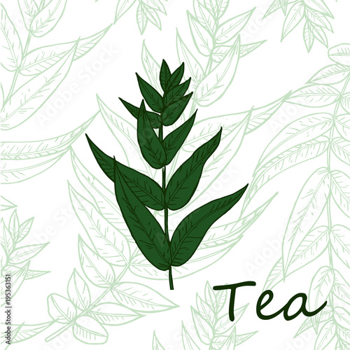 Organic green white black tea shop cup leaf, bean vector hand drawn template packaging cosmetic