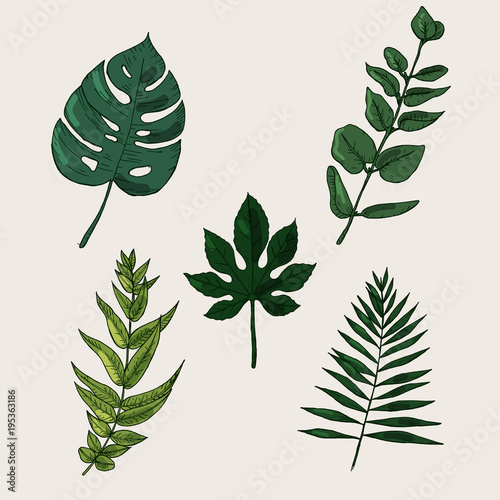 Collection of highly detailed hand drawn leaves isolated on photo