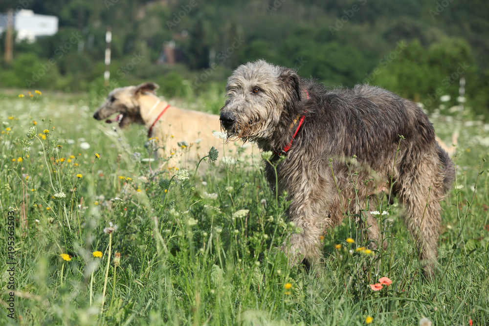 Irish wolfhound running in nature